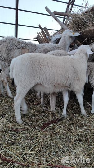 Овцы, бараны, ягнята