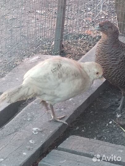 Продам - обмен фазана