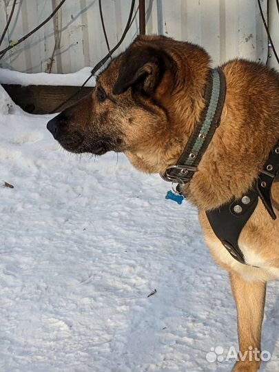 Фока ищет дом