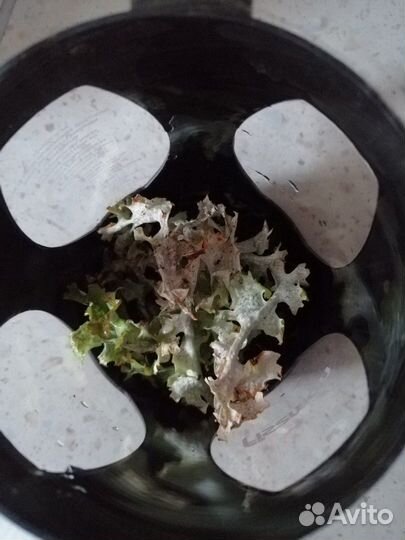 Исландский мох (Мох Оленьи рога )