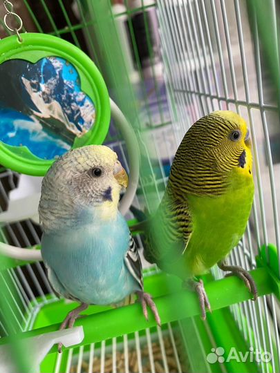Попугай неразлучники с клеткой