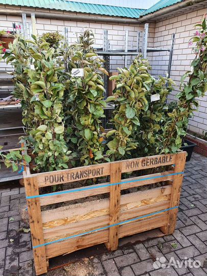 Саженцы, кустарники и многолетние цветы