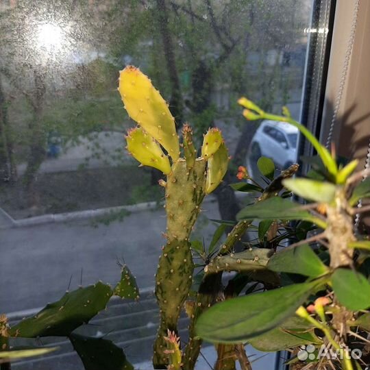 Кактус опунция