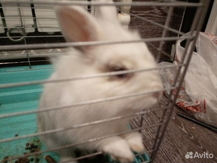 Декоративный кролик с клеткой