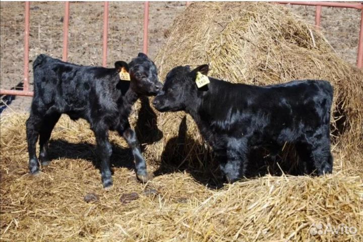 Телята. Бычки