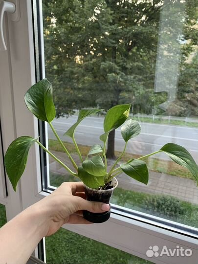 Комнатные растения