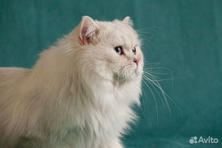 Британский, длинношерстный кот на вязку