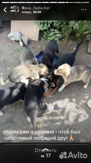 Отдаю шенка в добрые руки