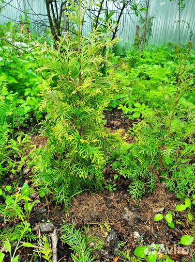 Хвойные саженцы- Туя