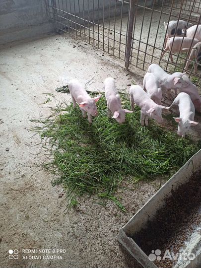 Поросята порода эстонец с немцем