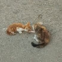 Котёнок в добрые руки, Мелитополь
