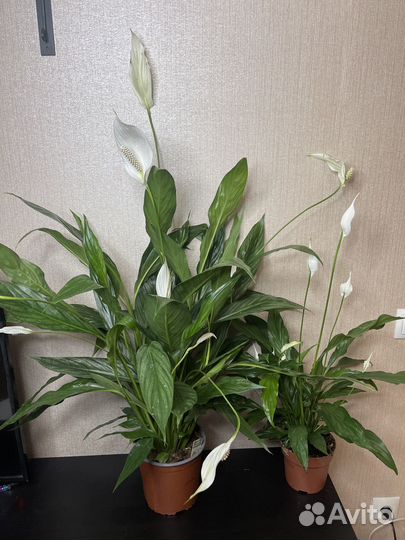 Спатифиллум женское счастье комнамнатные цветы