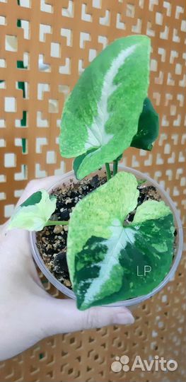 Сингониум Яичница