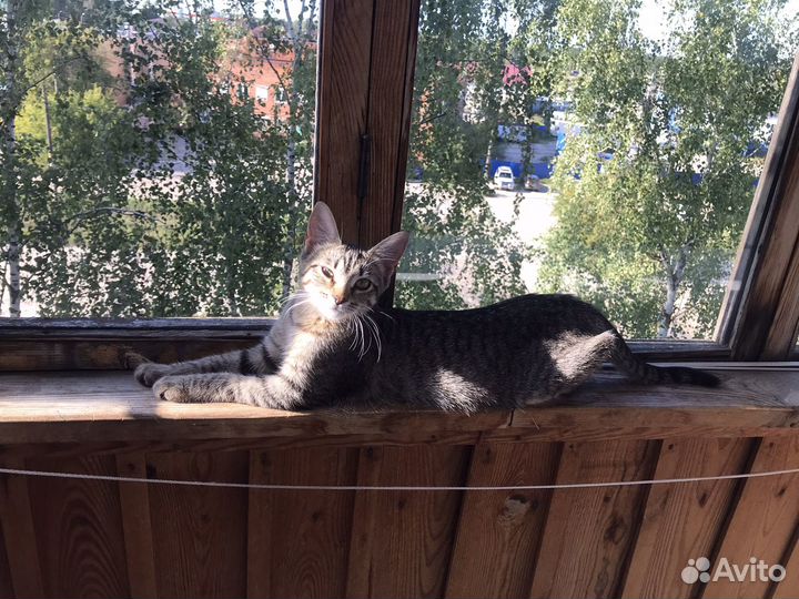 Кошка в дар