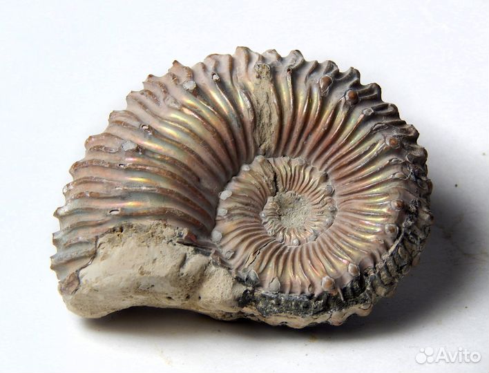 Аммонит Kosmoceras spinosum