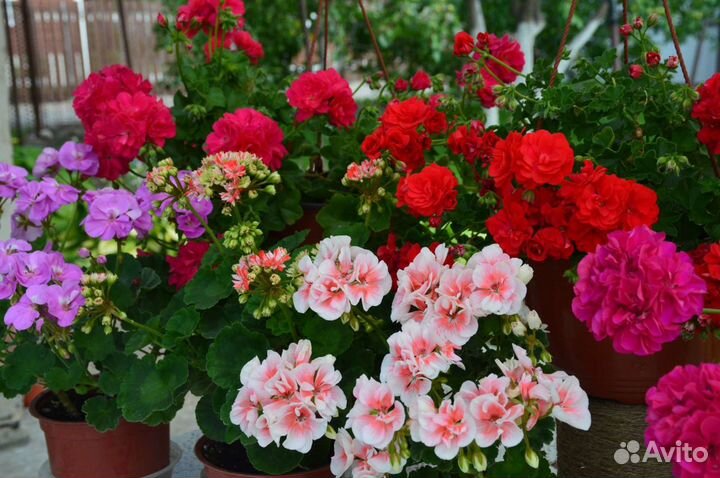 Пеларгония