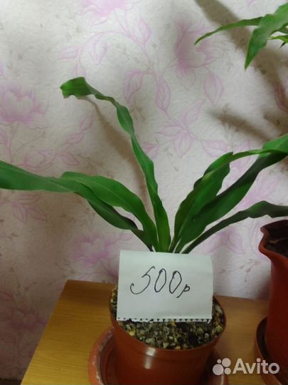 Дерево счастья