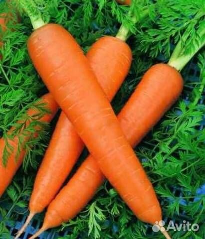 Cемена мopкoви кpacный великан