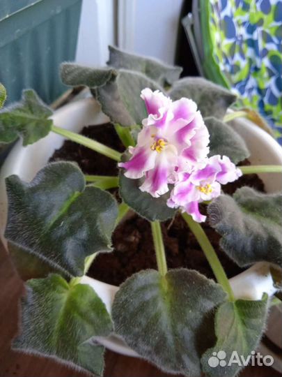 Цветущие фиалки