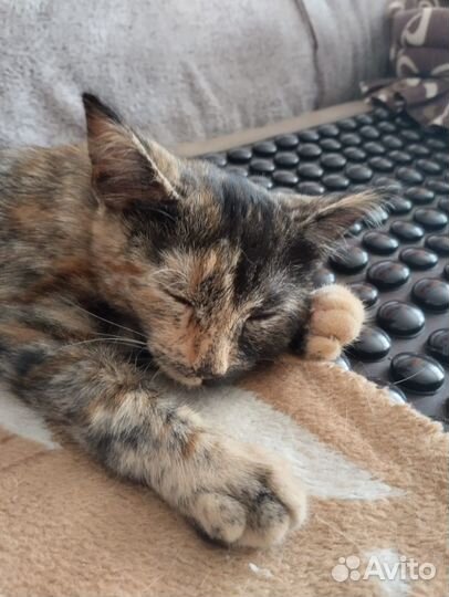 Котёнок 3 месяца