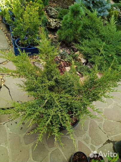 Можжевельники крупномеры