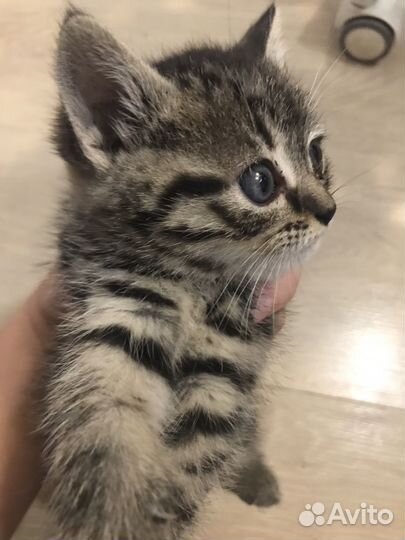 Кошка кот котенок