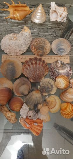 Морские ракушки и камушки