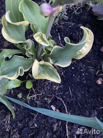 Многолетники