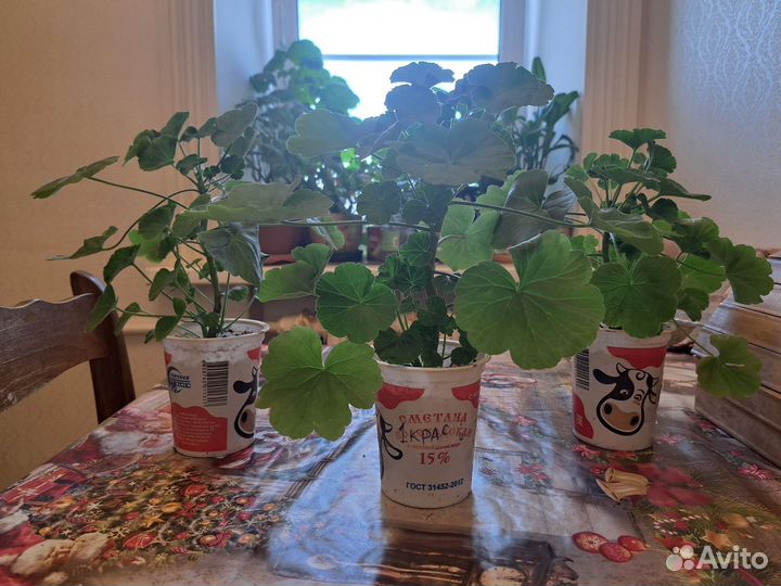 Пеларгония герань