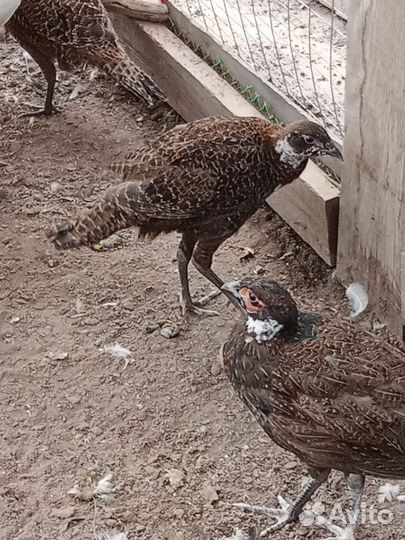 Фазаны молодые