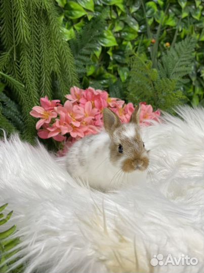 Милый кролик ручной