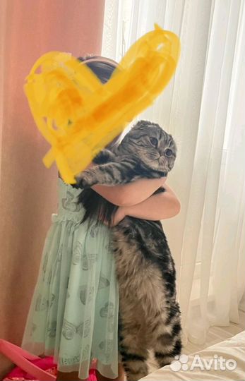 Отдадим кошку в добрые руки