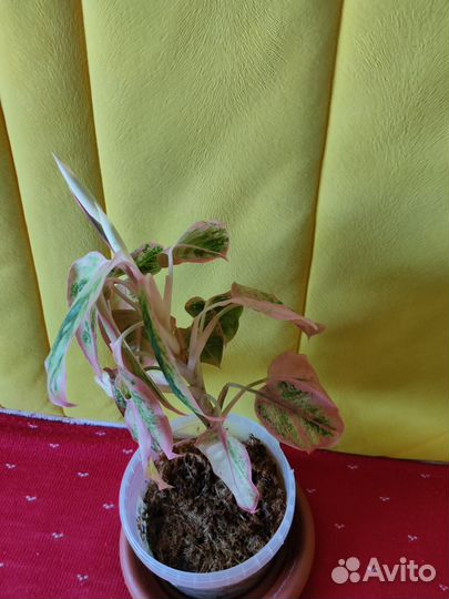 Аглаонема Анимани Ред и салмон фентази