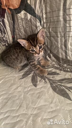 Котенок в дар бесплатно