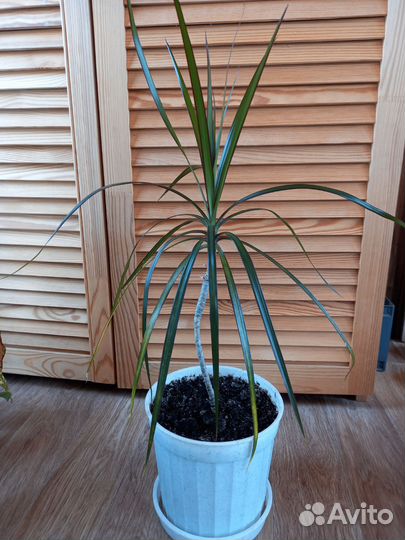 Драцена Маргината