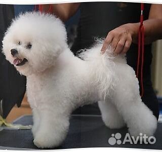 Стрижка собак и кошек.Выезд на дом