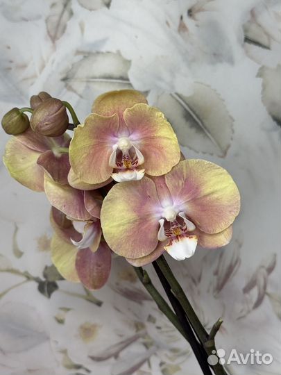 Орхидея фаленопсис