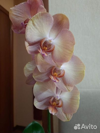 Фаленопсис типа Легато