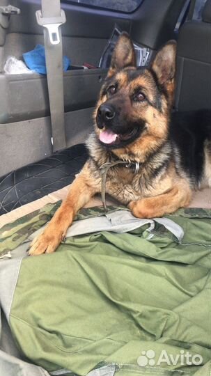 Потерялась собака