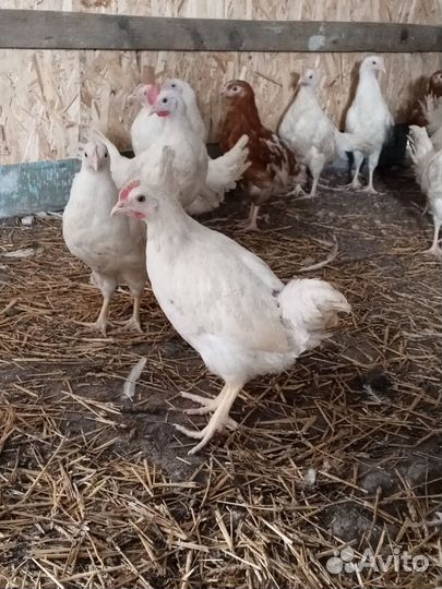 Молодые петушки 3.5 мес