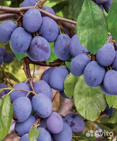 Саженцы сливы