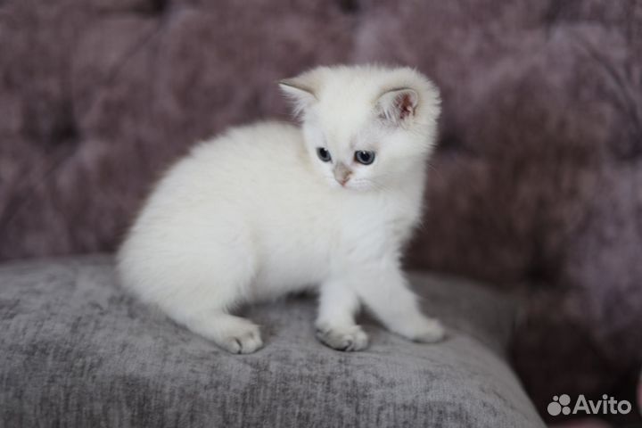 Британская серебристная шиншилла