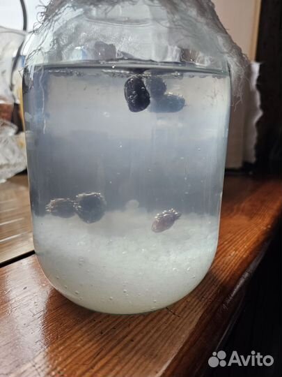 Индийский морской рис