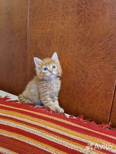 Мейн-кун котята