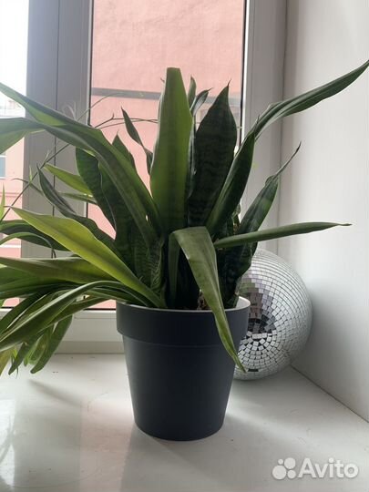 Сансивиерия / тещин язык