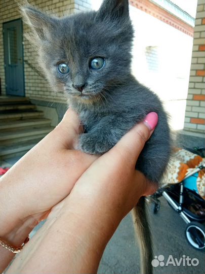 Котята в добрые руки бесплатно