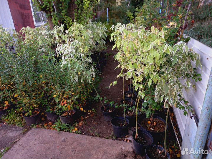 Декоративные хвойные и лиственные растения