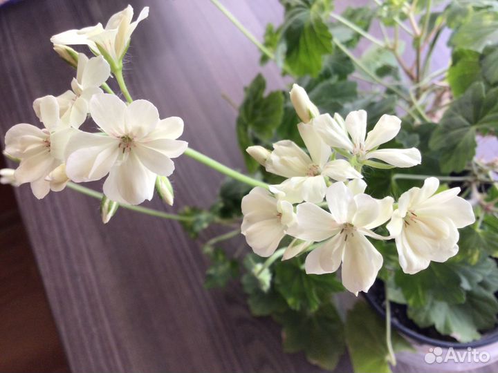 Пеларгония пятнистая Укорененный черенок