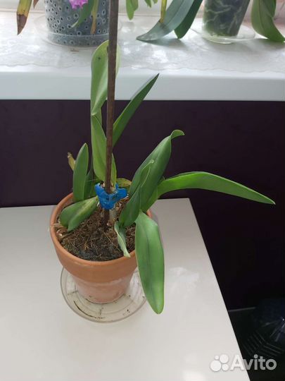 Орхидея каттлея гибридная