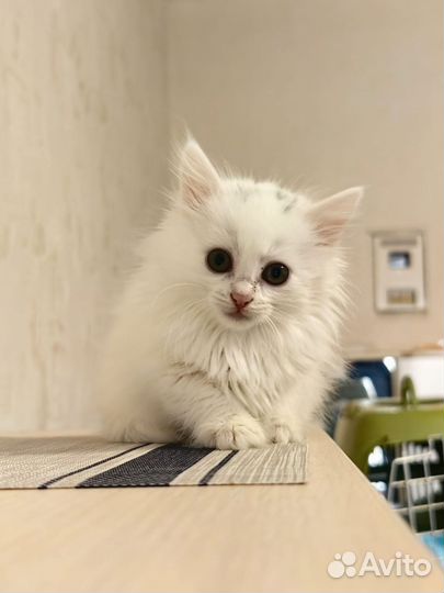 Котенок-девочка в добрые руки